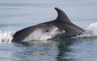 delfini delta del po